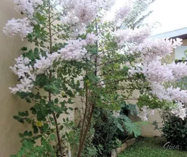 Vendo Mudas de Mirra ( Planta Incenso ) - Guarulhos