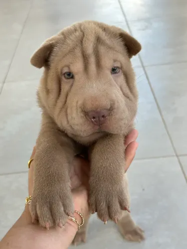 Filhote de Shar-Pei disponível - Fêmea rara!