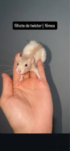 Rato twister | @tocadosfavoritos