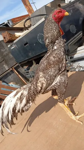 Vendo carijó 