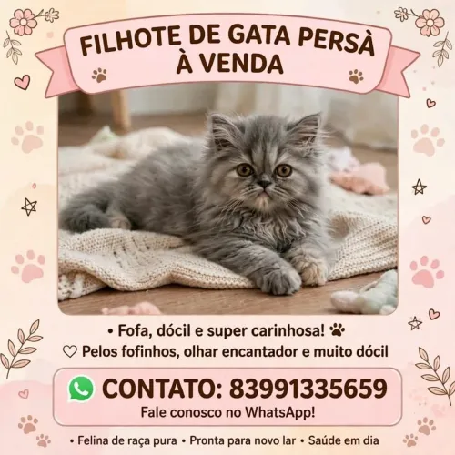 Vendo gatinha persa com 2meses de vida.