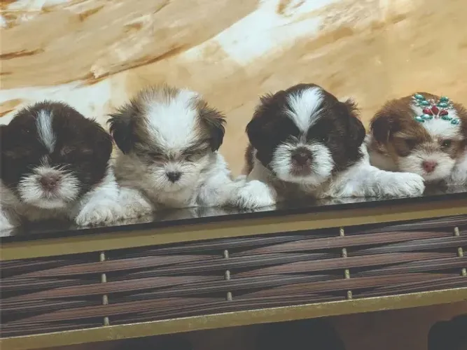 Lindos filhotes Lhasa Apso