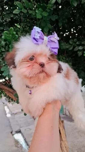 Vendo lindos filhotes da raça Shih-tzu fígado