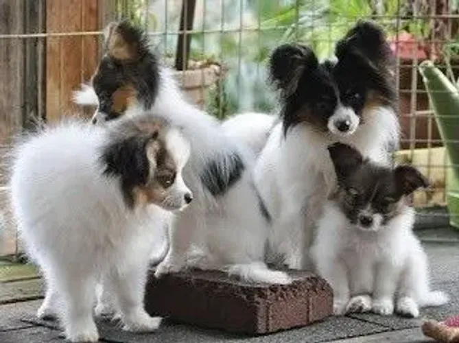 Papillon 