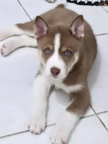 Husky Siberiano 
