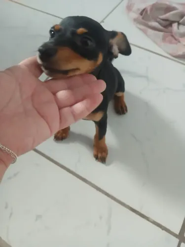 Vendo uma Femea Pinscher 