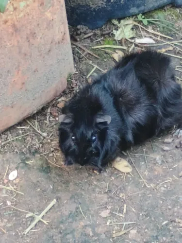 Porquinhos da índia 