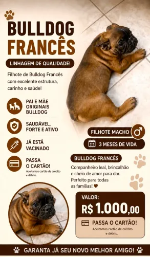 Buldogue francês 