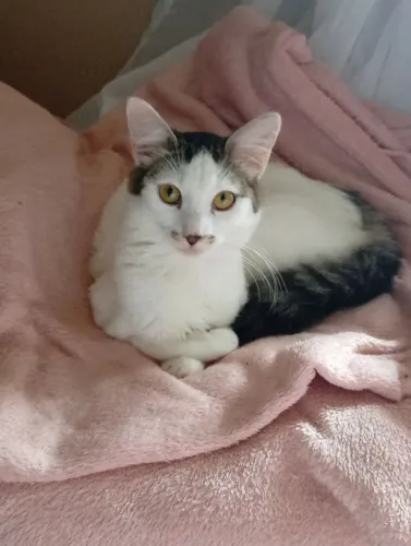 Doação de Gatos
