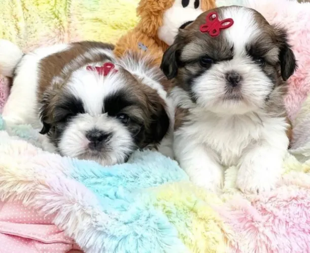 Shitzu mini ótimos filhote ideal pra apartamento com garantia e kit 