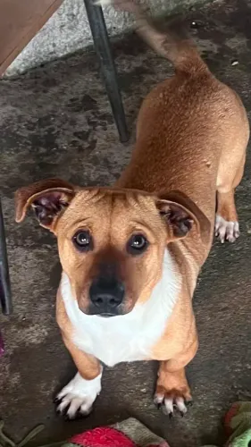 Cachorro para adoção