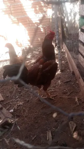 Galo Índio