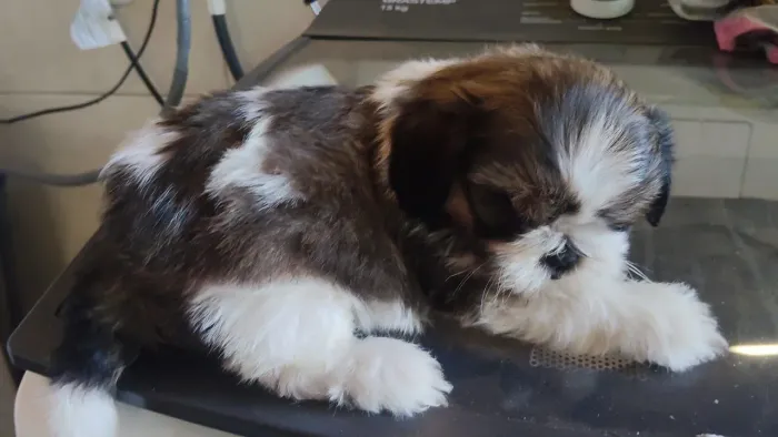 Vende se filhote de Shih tzu macho