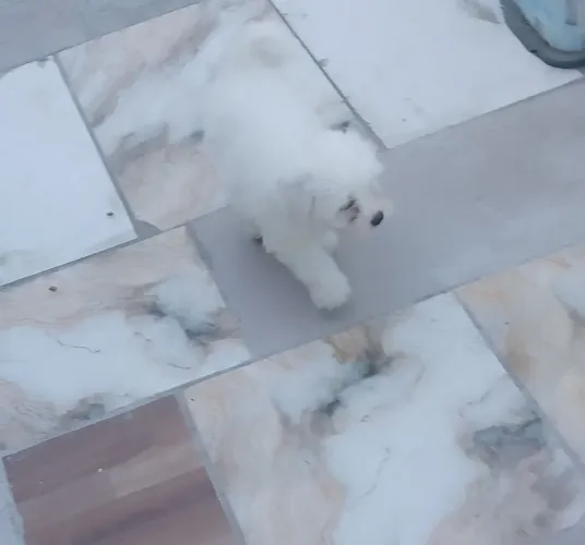 Filhote macho de shitzu