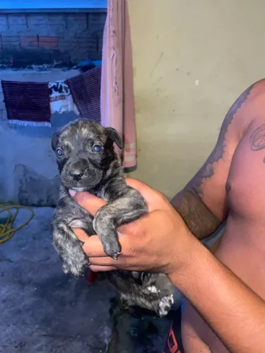 Doasse filhote de pitbull