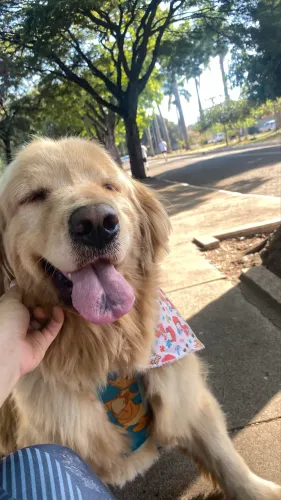 Fêmea Golden Retriever disponível