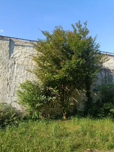 Mudas frutíferas