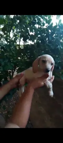 Linda macho de salsicha albino
