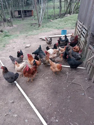 Vendo galinha caipira
