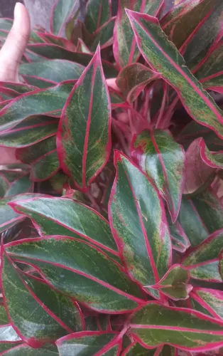 Muda de Aglaonema Creta (Café de salão)