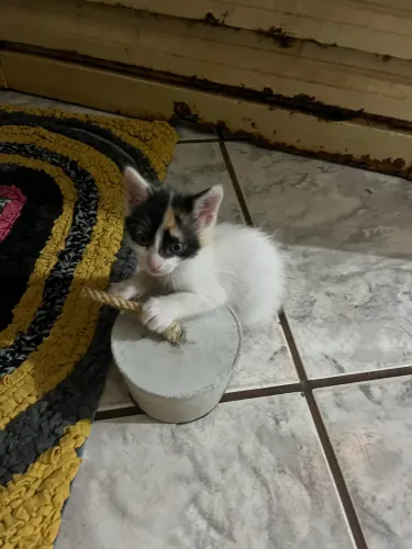Adoção de gatinhas