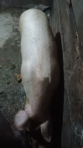 Porcos de qualidade