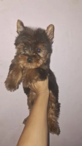 Yorkshire fêmea 3 meses e meio
