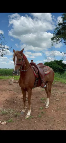 Cavalo Alazão