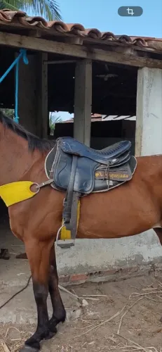 Sela para cavalo! 