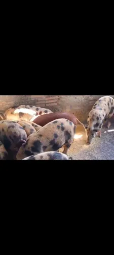 Porcos para venda.