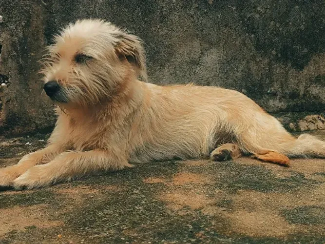 Doando cachorra SRD de 12 meses
