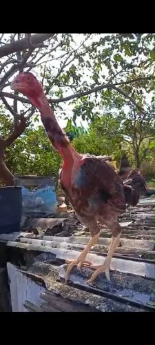 Casal de polacos gigante