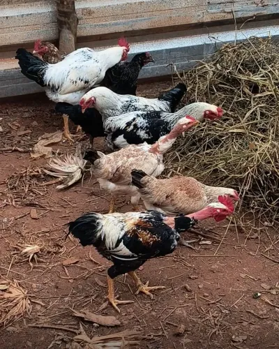Galos caipira legítimo, animais novos com aproximadamente 7 meses de idade.