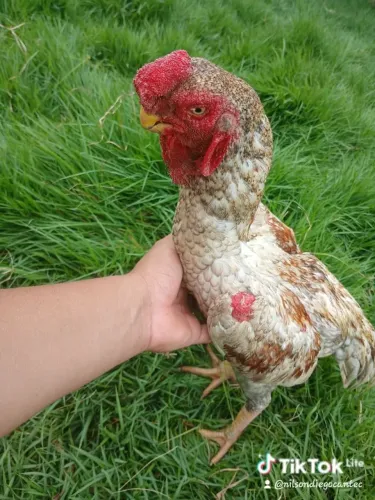 Bico curto 