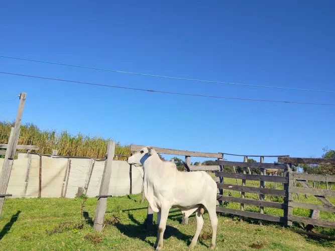 Tourinho nelore a venda
