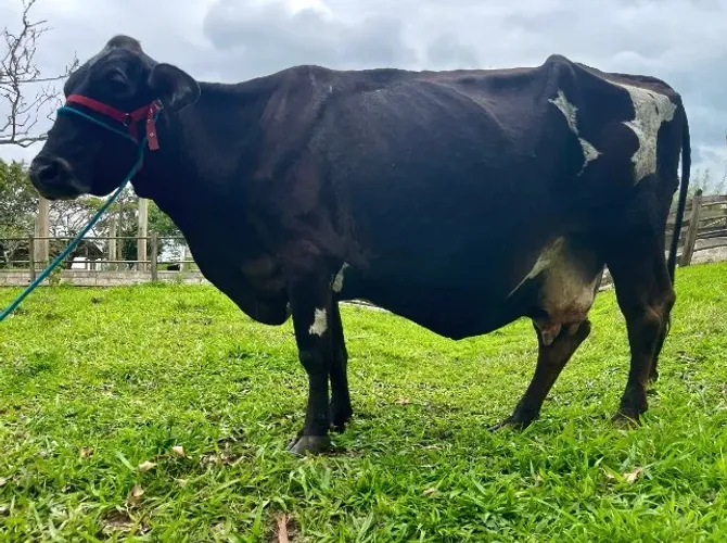 Vaca Jersolanda Inseminada sexada de fêmea