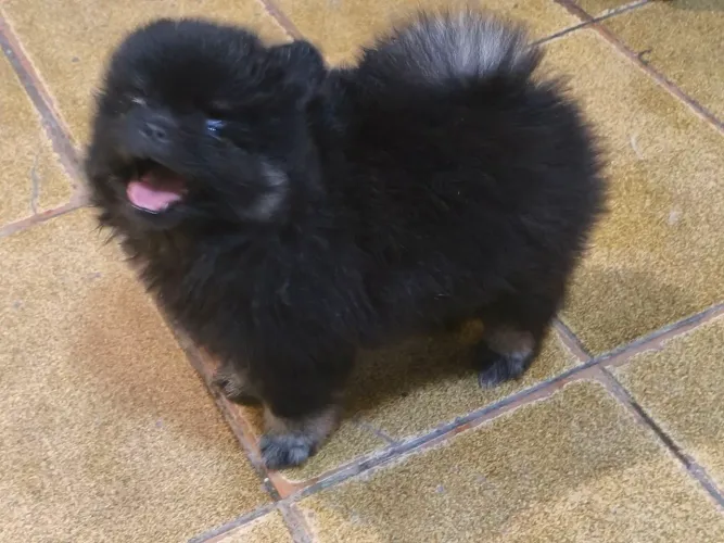 Spitz alemão macho