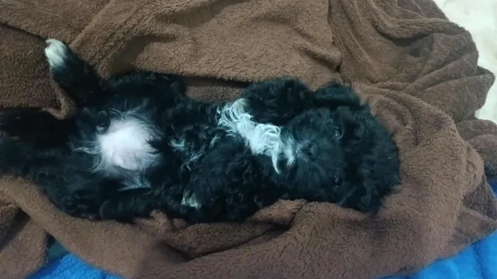 Filhote Poodle com Maltês