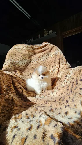 Spitz Fêmea ursinha. Alto padrão