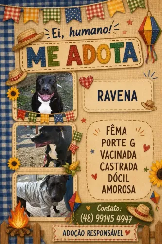 Adoção cadela - Ravena