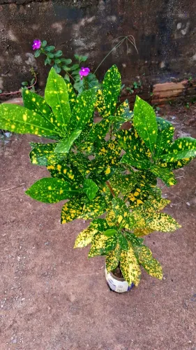 Croton