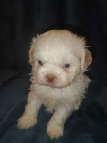 Filhotes de Shih Tzu | Um amigo pronto para novos momentos.