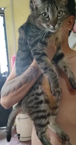Doando gatinhos filhote
