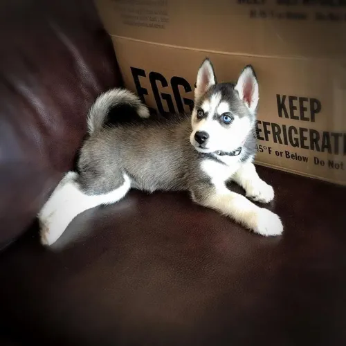 Husky siberiano Cachorrinho com jeitinho de queridinho