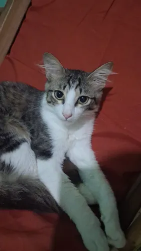 Adoção de  gato