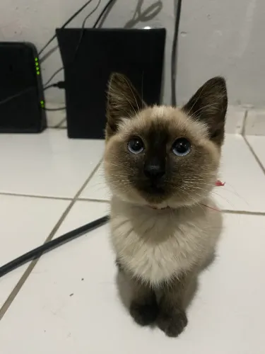 Gato siamês