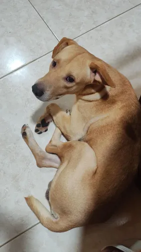 Cachorro pra Adoção