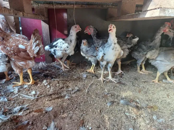 Frango GSB 