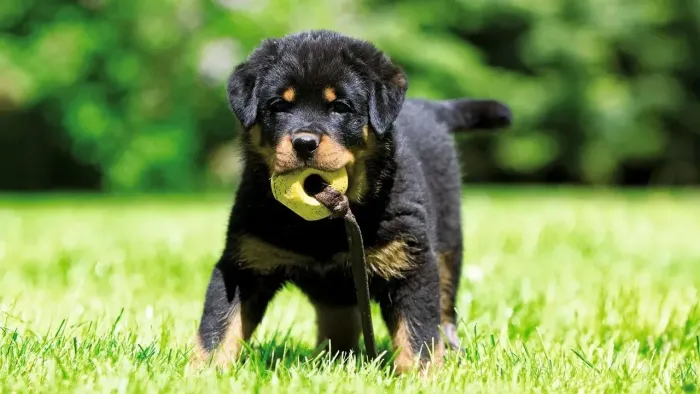 Rottweiler Um pet para colecionar momentos felizes