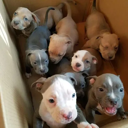 Doação Filhotes de Pitbull